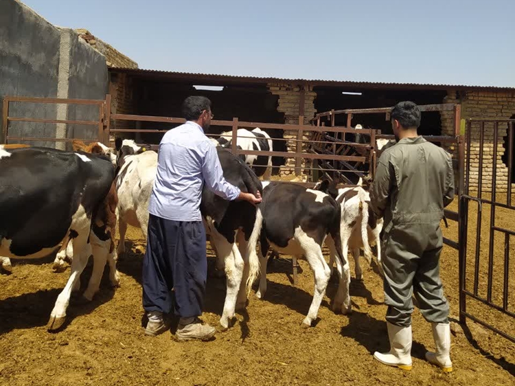 آغاز واکسیناسیون رایگان تب برفکی در جمعیت دام روستایی شهرستان زاوه