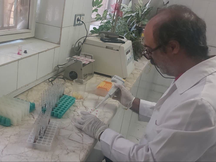  پایش و مراقبت 4370 راس دام سنگین جهت شناسایی بیماری بروسلوز  
