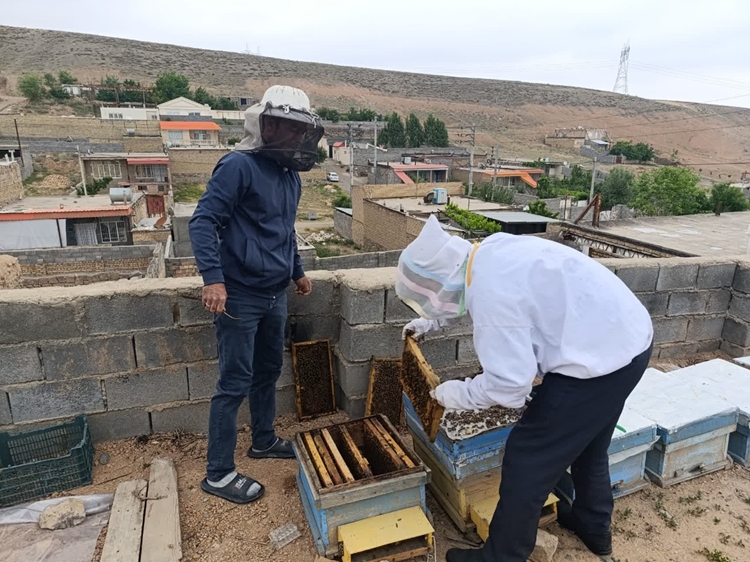 هشدار دامپزشکی گلبهار به پرورش دهندگان زنبورعسل شهرستان در فصل سرما