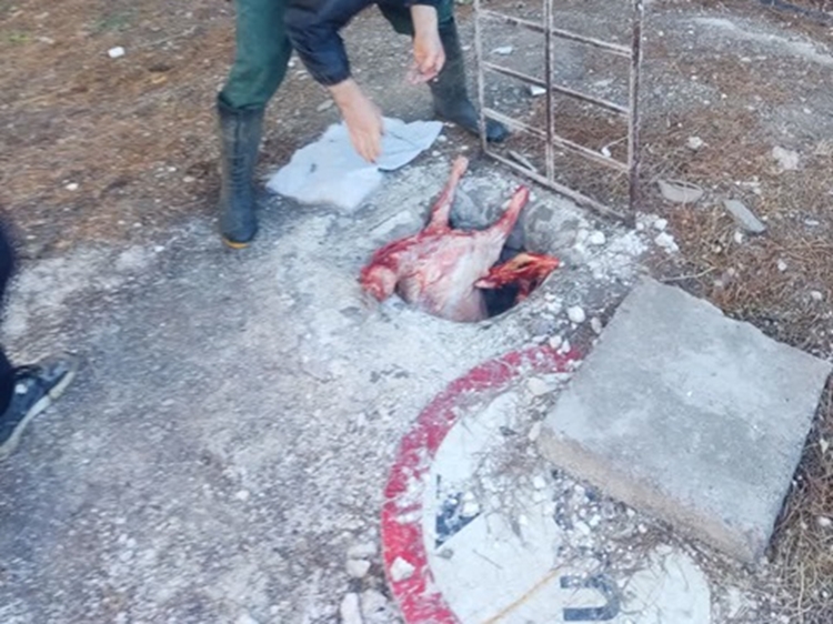 ضبط و معدوم سازی لاشه دام استحصالی در کشتارگاه دام رشتخوار 