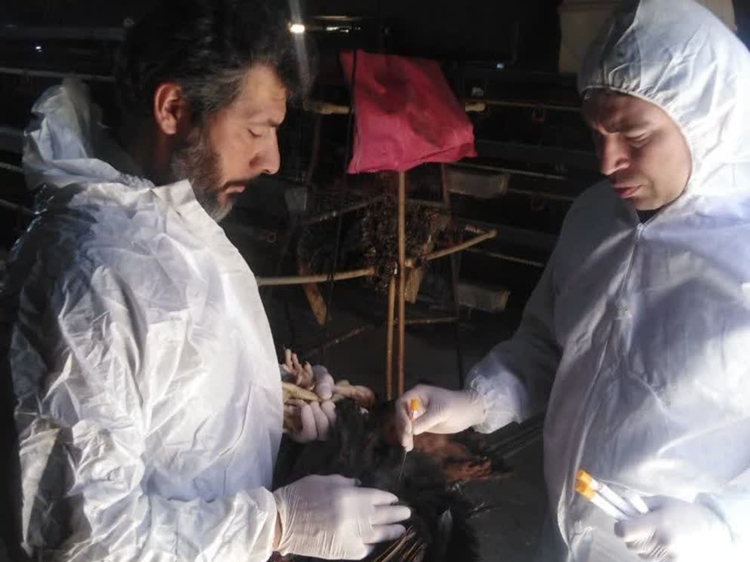 آغاز طرح رصد و پایش بیماری انفلوانزای فوق حاد پرندگان در جمعیت طیور بومی و صنعتی 