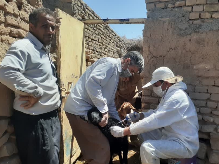 مایه کوبی رایگان  48 هزار راس دام سبک در شهرستان خوشاب علیه بیماری آبله    