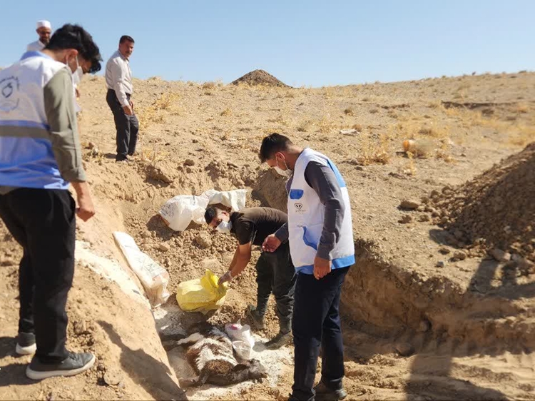 دفن بهداشتی گوسفند تلف شده مشکوک به بیماری هاری در شهرستان باخرز