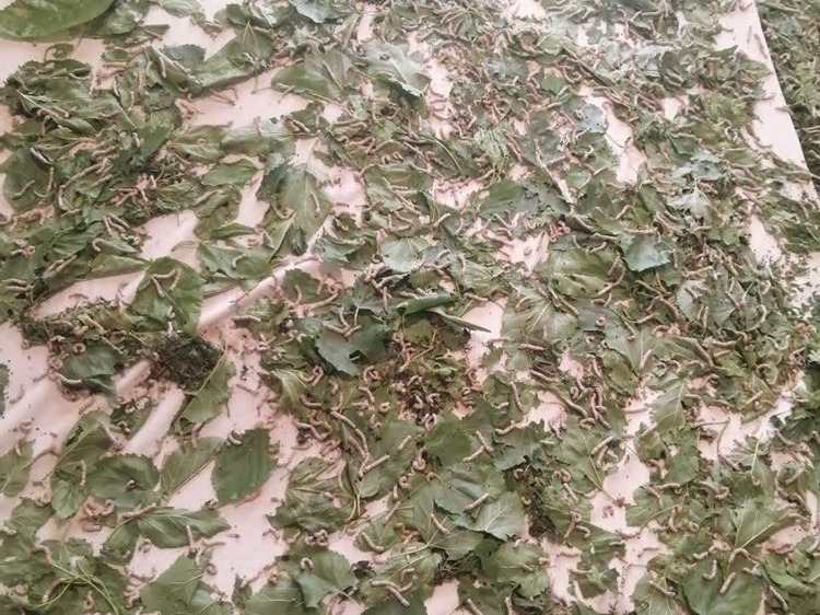 ارزیابی سلامت کرم ابریشم؛ یکی از اولویت های اصلی شبکه دامپزشکی درگز در فصل پرورش