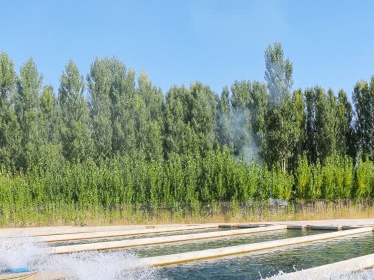 مراقبت فعال شبکه دامپزشکی زاوه از استخر های پرورش ماهی شهرستان