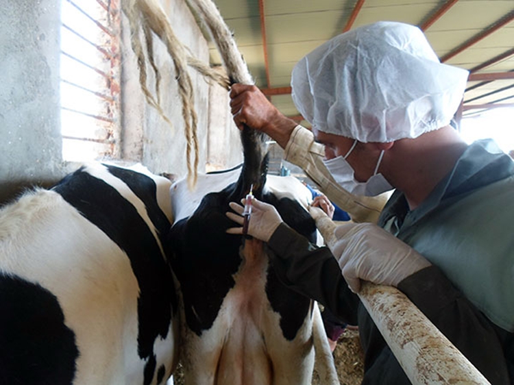 انجام بیش از 3900 پایش و مراقبت بیماری های سل و بروسلوز در شهرستان جوین