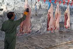 بازرسی بیش از 5600 لاشه دام سبک و سنگین در کشتارگاه های دام شهرستان گناباد