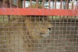 انتقاد از وضعیت اسفبار حیوانات در باغ وحش اراک؛ چرا بازدیدکنندگان در قفس نباشند؟!